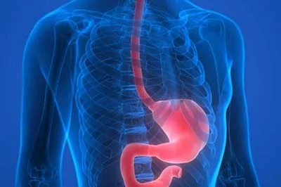 Esophagus